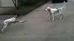 Puppy fakes her own death while playing