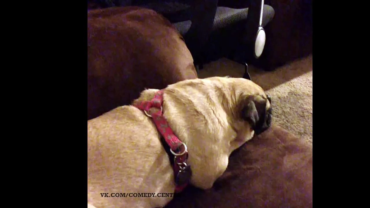 what did you SAY pug (vine)