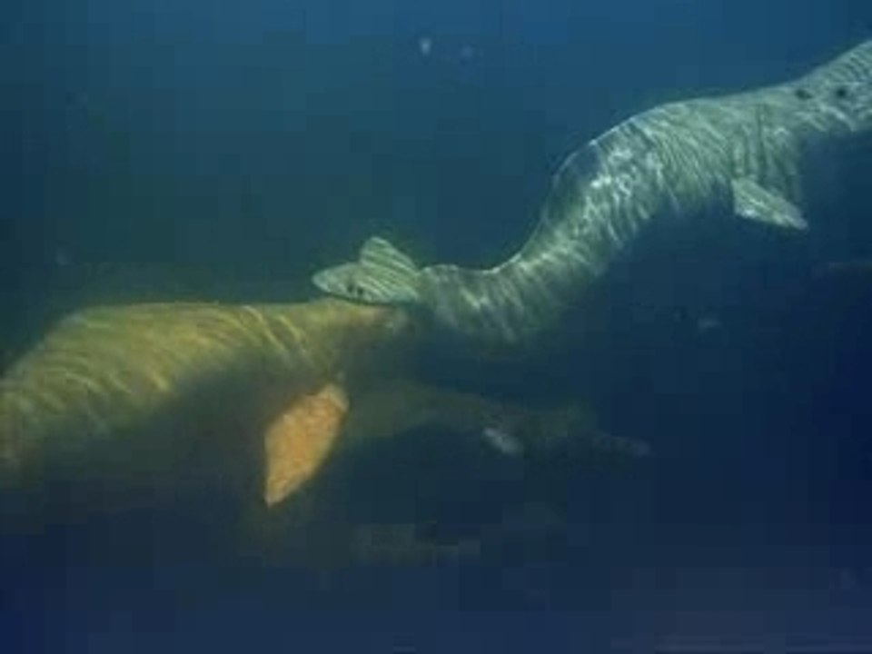 Dauphins