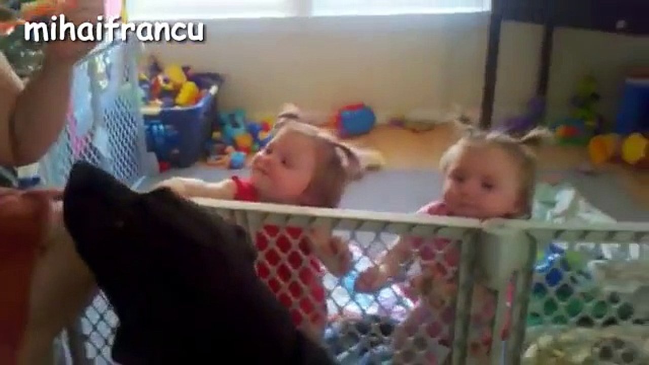 Babie's Laughing at Funny Dogs Eating Bubbles