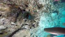 Dominican Snorkling