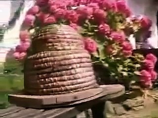 Afrika Katil Bal Arıları