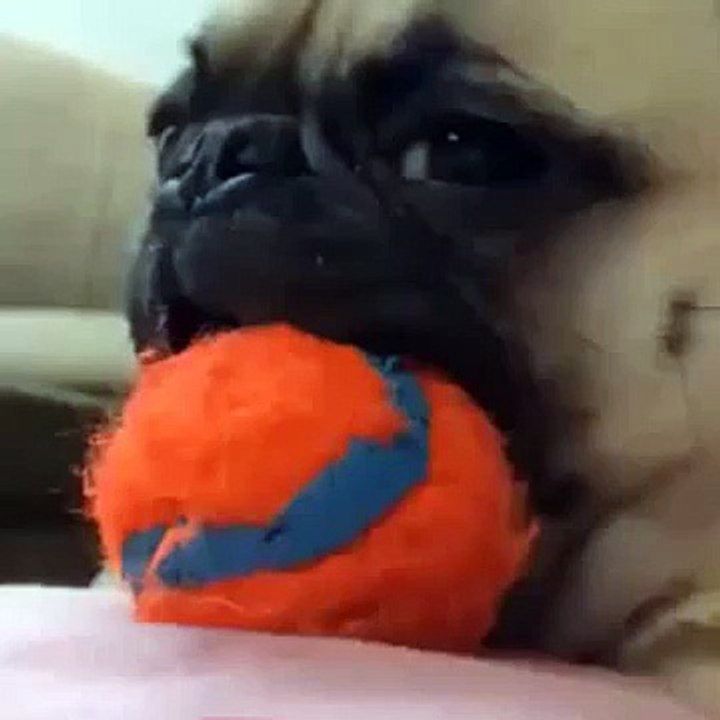 Hilarious Pug reaction vine