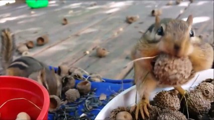 Funniset and so cute squirrel eating