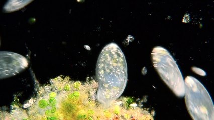 عجائب الحياه الحلقه الثانيه الكون الممتد