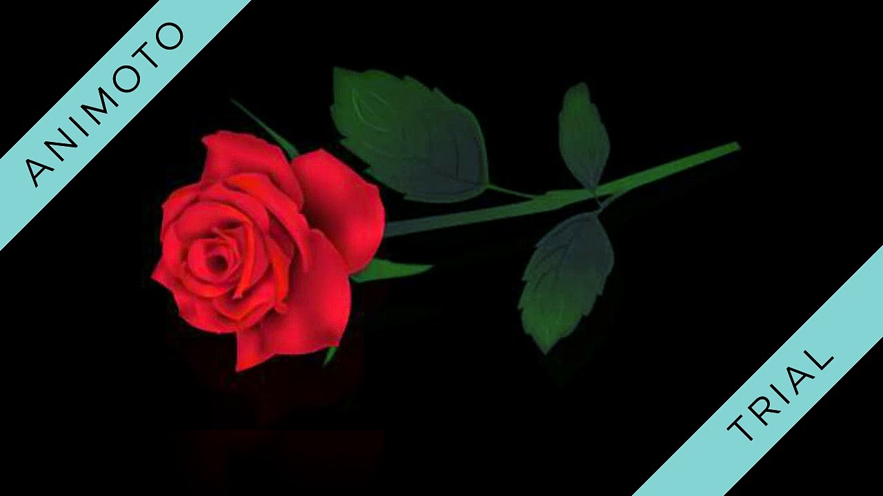 therosetrans.com_720p