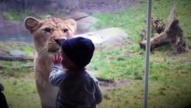 Animals Try To Attack Kids at the zoo - Funny Animals Videos