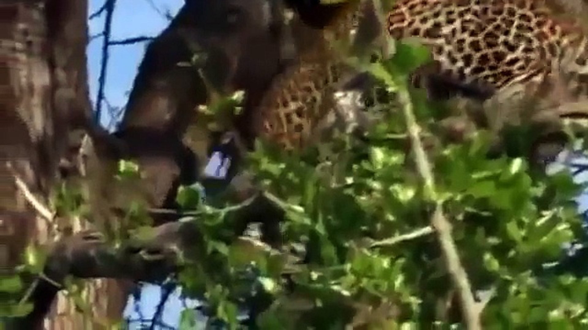 ⁣Lions Documentary Game of Champions Animal Planet Special Biggest Africa Animals