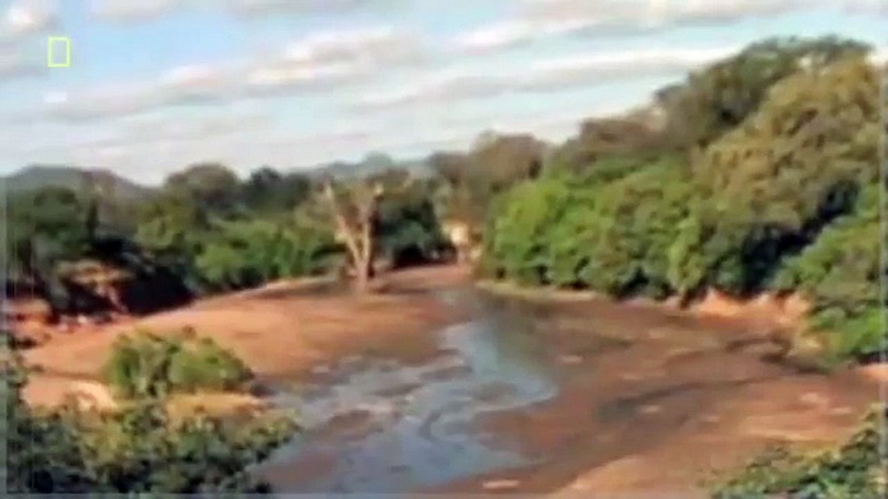 Lion Video National Geographic WILD COLISEUM _ Lion vs Hyena & More! [Full Lion Documentar