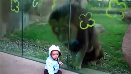 World's most popular Funny Video -Lion wants to Eat Baby