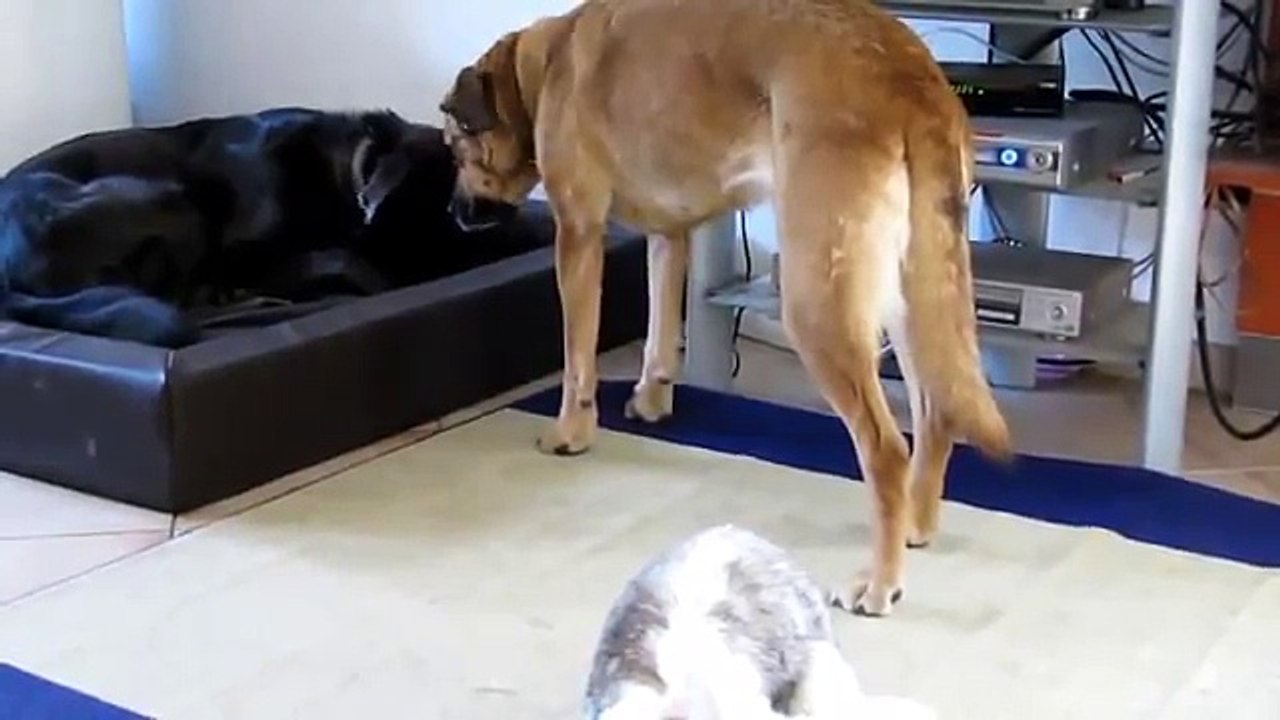 Hilarious Funny Cat-Dog and Rabbit video compilation