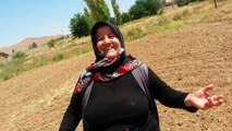 Sarımsak Yetiştiriciliği Aksaray Acıpınar Köyü Ayşe Çelebi
