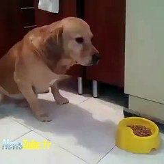 Lucas un chien poli, tu le verra !!
