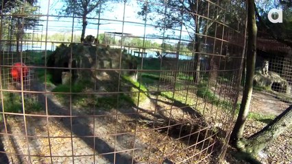 Never Turn Your Back on BIG CATS!