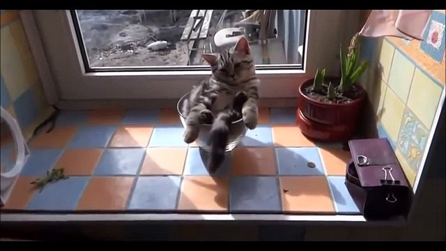 Смешное Видео с Кошками 2015! Самое лучшее! Забавные кошки. №2