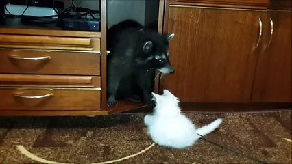 Милые Еноты и Кошки! Забавная Видео Подборка - Raccoon And Cat