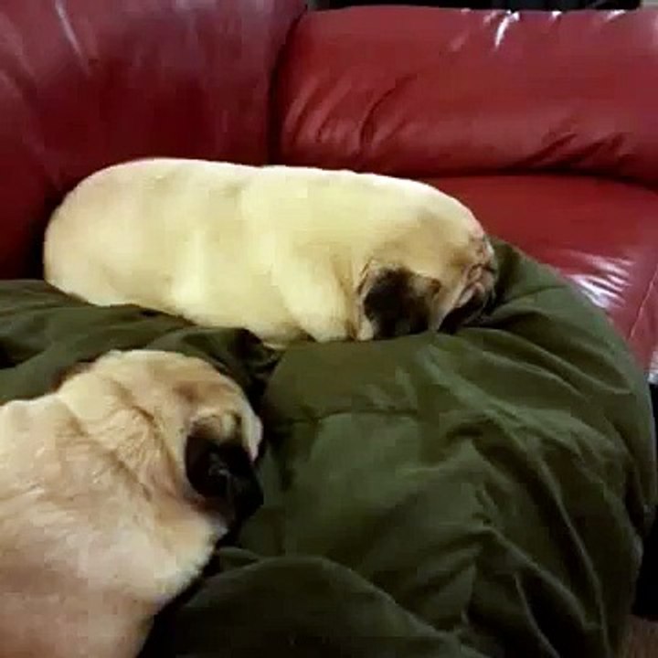 Squeaking dreaming pug loaf vine