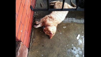 Saving Elsa, the Frozen cat - kitten