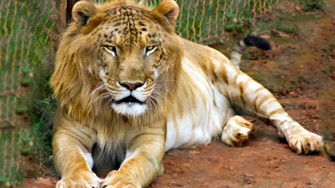 10 Hybrid Animals That Are Hard To Believe Actually Exist