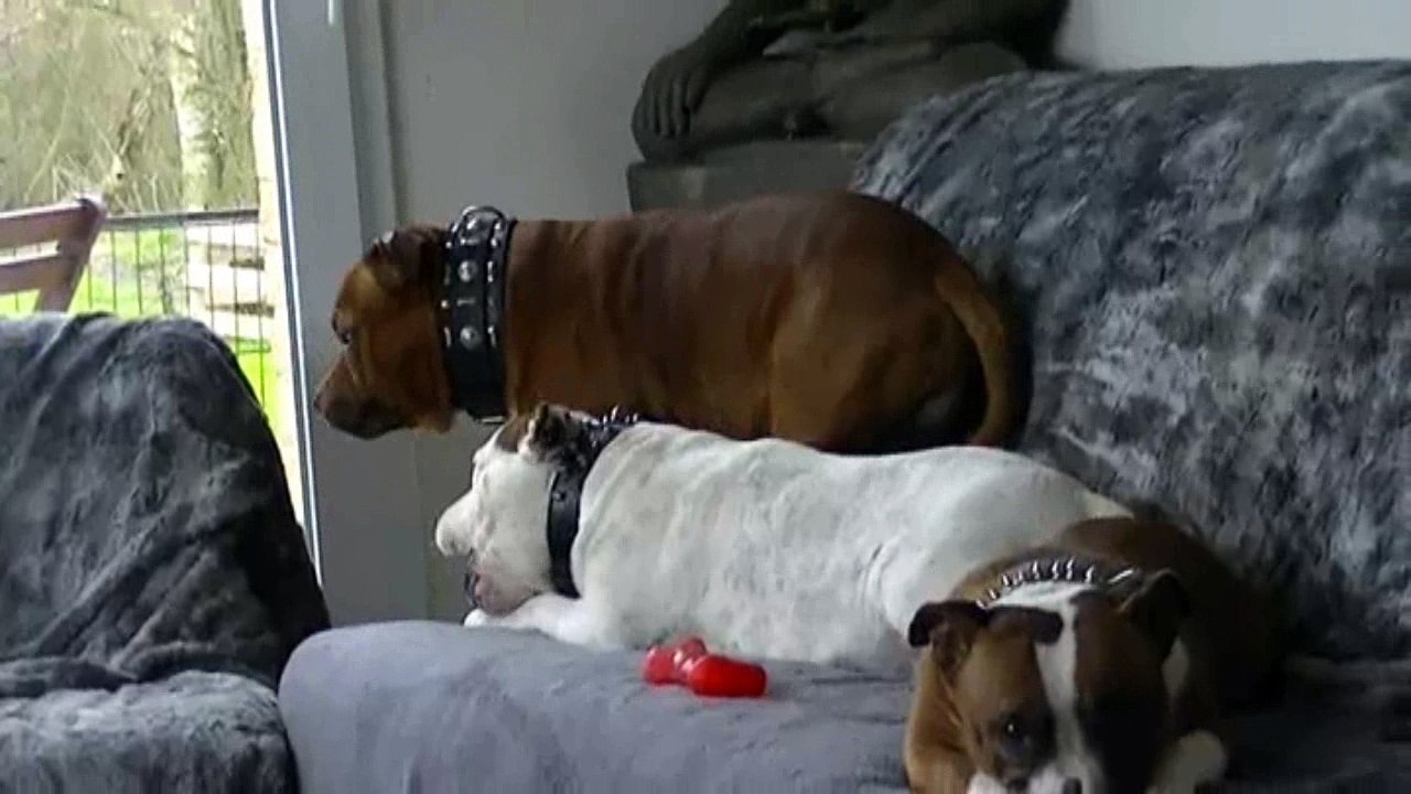 17.1 Hondje Van God et ses deux femelles Heidi & Hathor