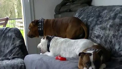 17.1 Hondje Van God et ses deux femelles Heidi & Hathor