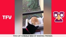 THE FUNNIEST CAT VIDEOS ON THE INTERNET  2