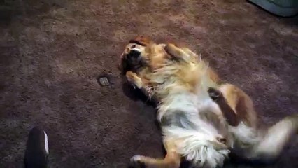 Gli ordina di scendere dal divano ma quello che fa il cane è davvero esilarante