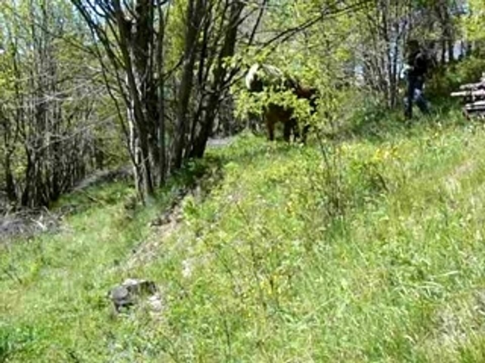 Débardage au traîneau à Montdenis-05-2007-3