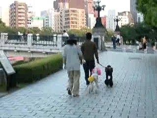 petite caniche Japon