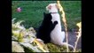 Funny Cats Compilation [Most See] Funny Cat Videos Ever Part