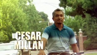 Cesar Millan Parody - The Idiot Whisperer