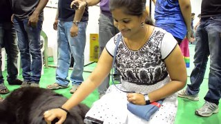world wide dog shows - hyderabad hitex 2013 and 2014