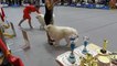 Samoyed Dog Beauty Contest Video