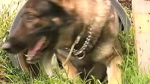 Sigonella Dog Handlers