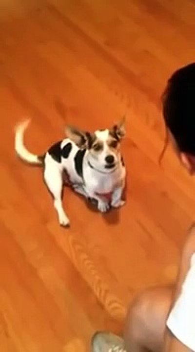 Elle dresse son chien pour qu'il miaule