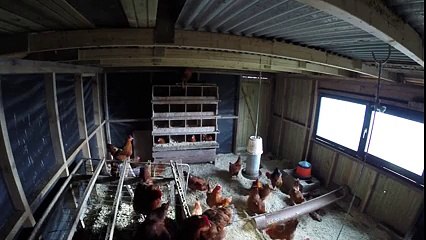 Güneş Tutulması Sırasında Dengeleri Şaşan Tavuklar Yok Böyle