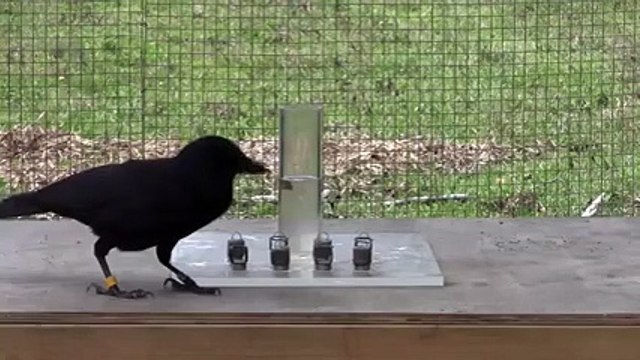 Karga Deyip Geçmeyin, İzleyin..