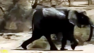When Animal Attack Human Hippo Elephant Attack Compilation 2015 HD