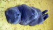 MUST SEE Snoring Cat, funny animals Dailymotion video