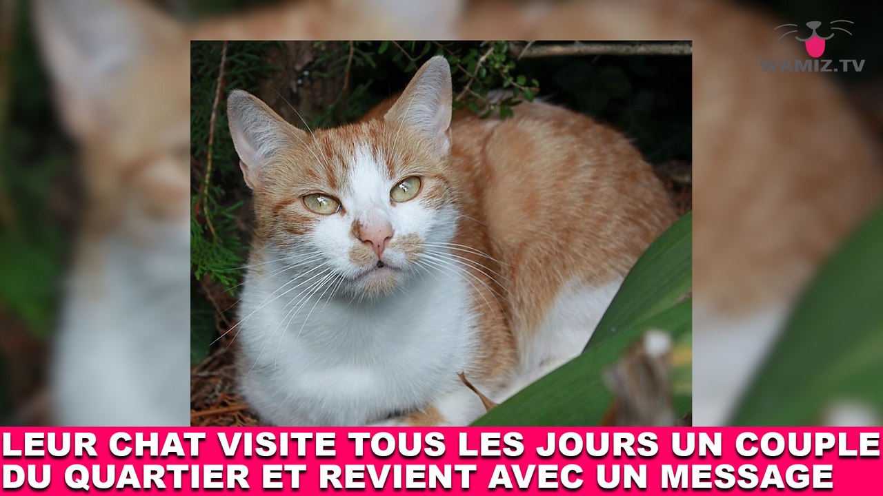 Leur chat visite tous les jours un couple du quartier et revient avec un message ! L'histoire dans la minute chat #137