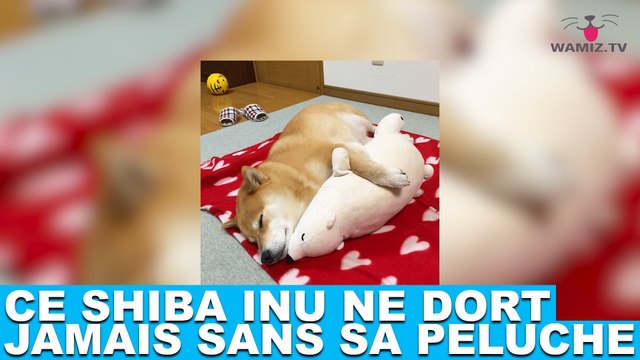 Ce Shiba Inu ne dort jamais sans sa peluche ! Les photos dans la minute chien #137