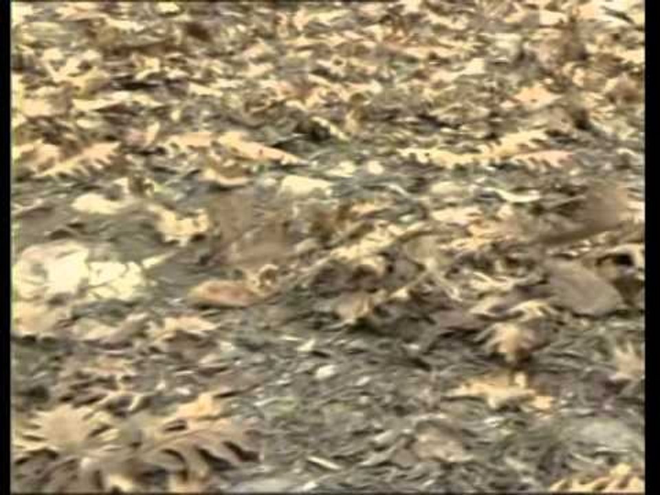 Aziz Mahmud Hudayi Hz. - Hocası, Muhammed Uftade Hz. ile Tanışması