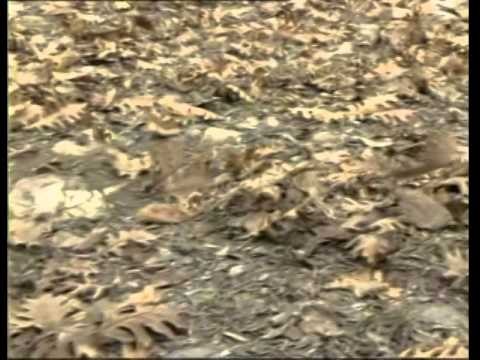 Aziz Mahmud Hudayi Hz. - Hocası, Muhammed Uftade Hz. ile Tanışması