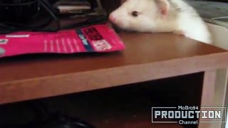 Funny ferrets – Funny animal compilation
