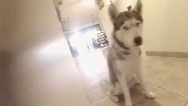 Husky Ninja - Le chien furtif