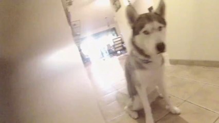 Husky Ninja - Le chien furtif