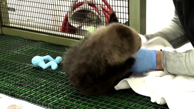 Nouveau venu dans cet aquarium : un bébé otarie trop mignon