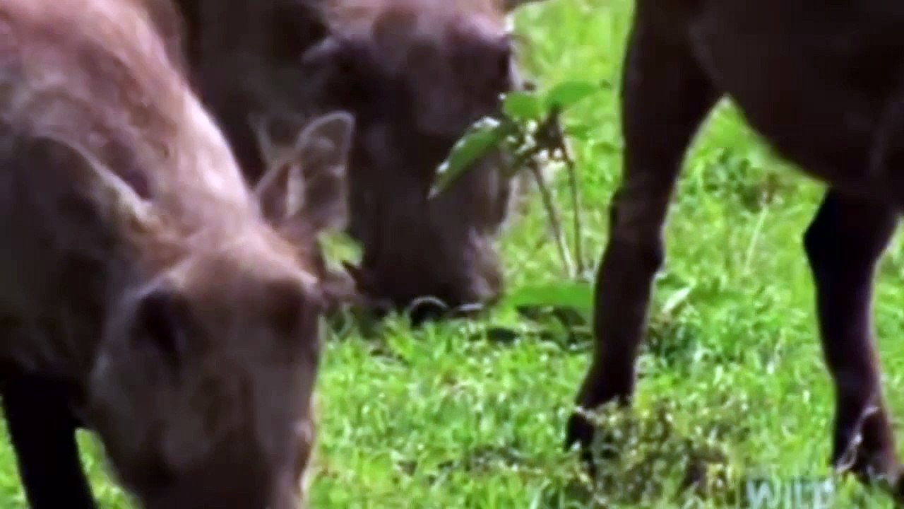 Lion vs Warthog, struggle to death.