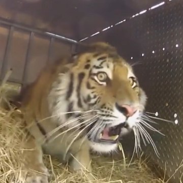 Trois tigres de Sibérie sont relâchés dans la nature