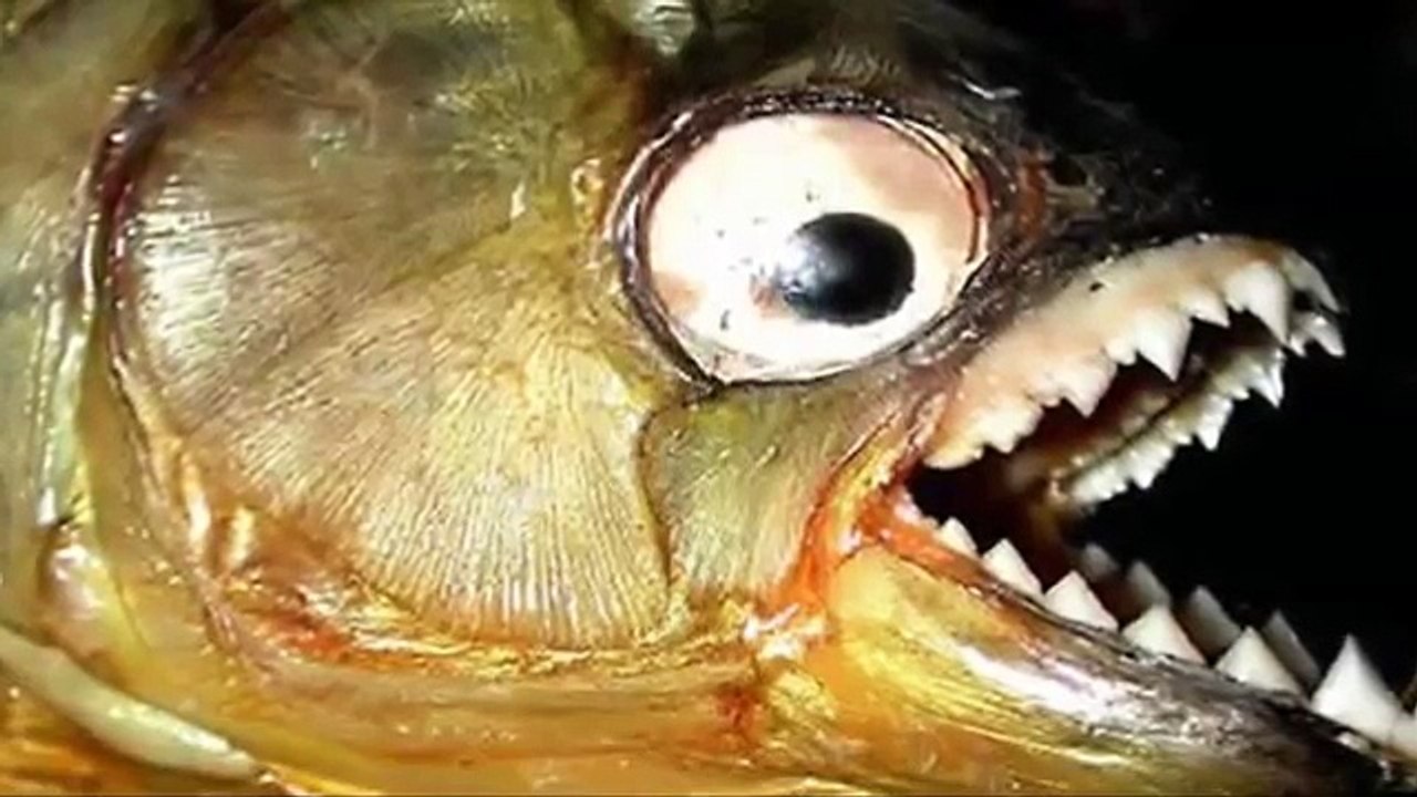 Piranha